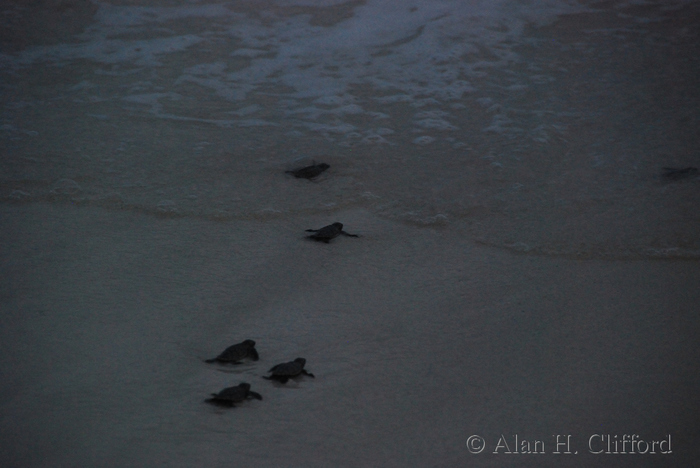 dsc_2468.jpg