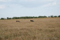 dsc_0960.jpg