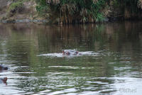 dsc_1056.jpg