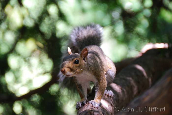 Squirrel near Cleopatra&rsquo;s Needle