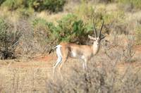 Gazelle