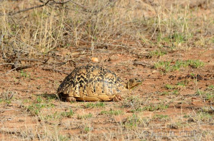 Tortoise