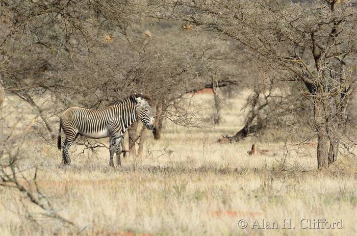 Grevi&rsquo;s zebra